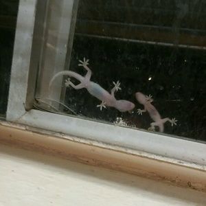 Meet your Posher, Jodie